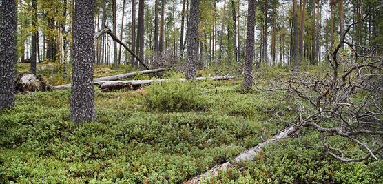 Maapuita mäntykankaalla